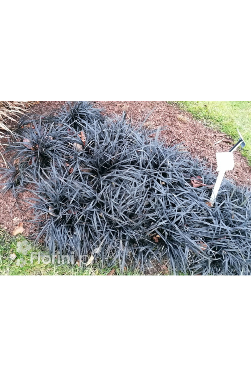 Konwalijnik japoński 'Niger' | Ophiopogon planiscapus