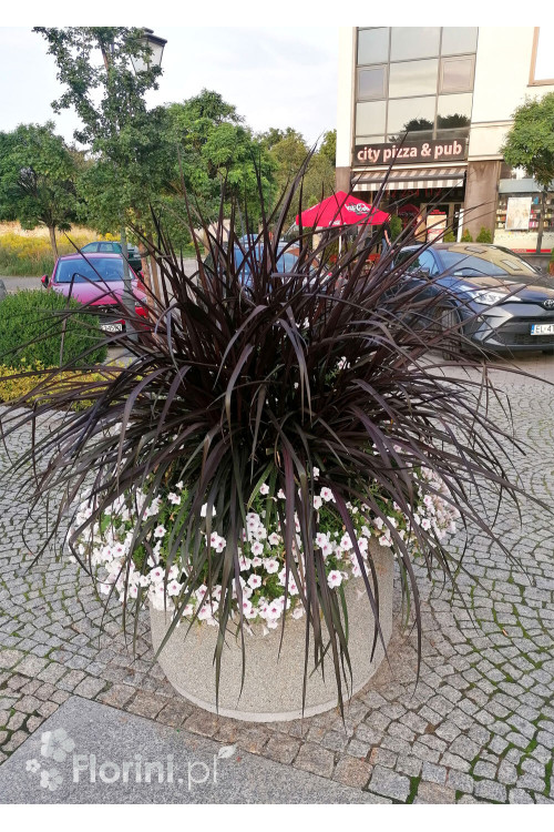Rozplenica Słoniowa 'Vertigo' | Pennisetum purpureum