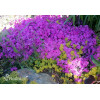 Floks szydlasty 'McDaniel's Cushion' | Phlox subulata