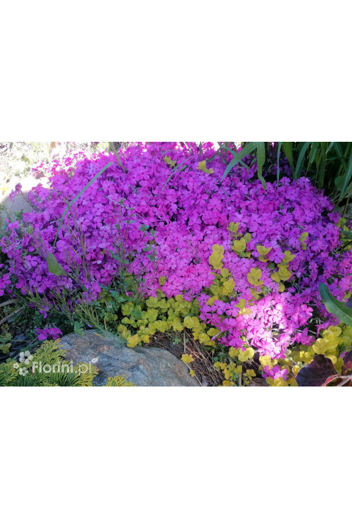 Floks szydlasty 'McDaniel's Cushion' | Phlox subulata