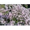 Floks szydlasty 'Kimono Pink White'| Phlox subulata