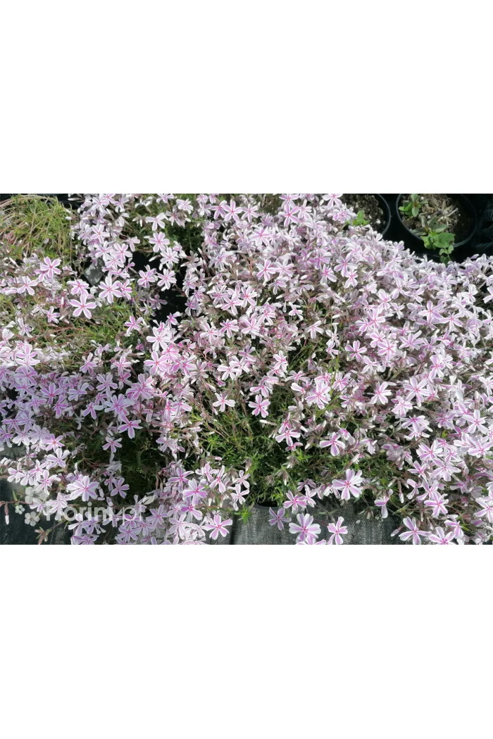 Floks szydlasty 'Kimono Pink White'| Phlox subulata