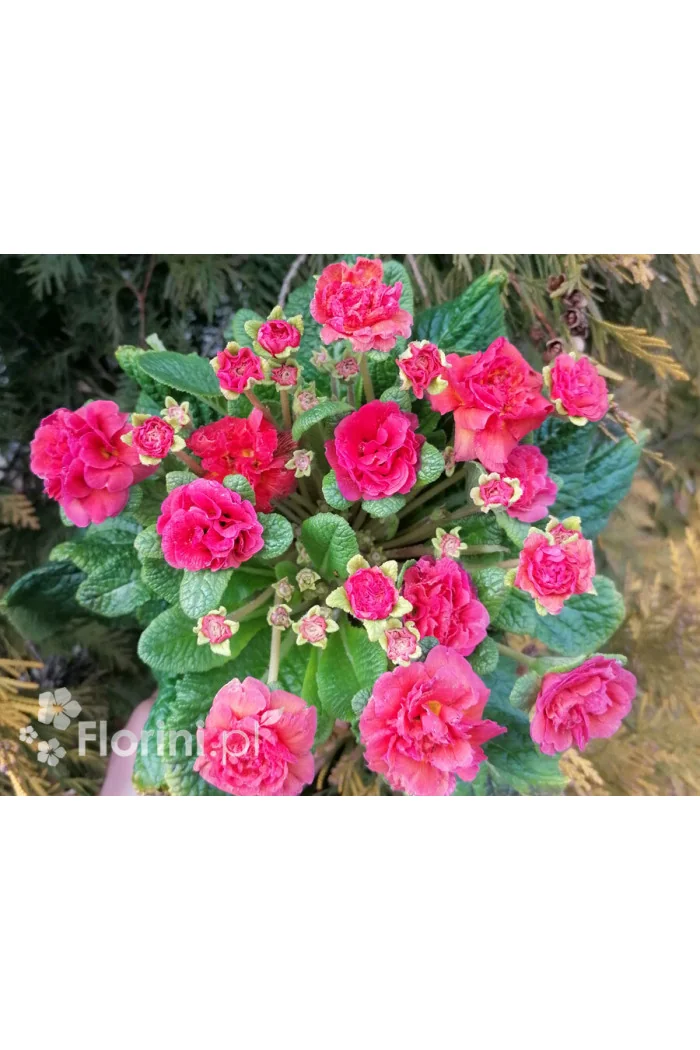 Pierwiosnek 'Belarina® Carmen' | Primula