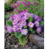 Pierwiosnek 'Belarina® Lively Lilac' | Primula