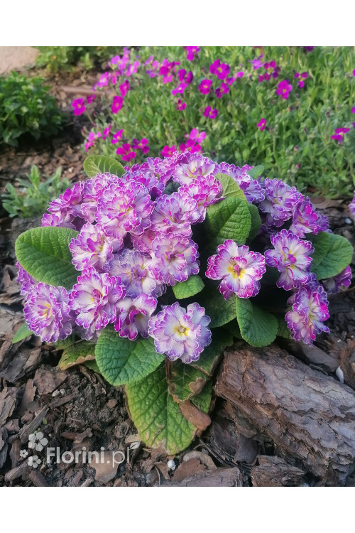 Pierwiosnek 'Belarina® Lively Lilac' | Primula