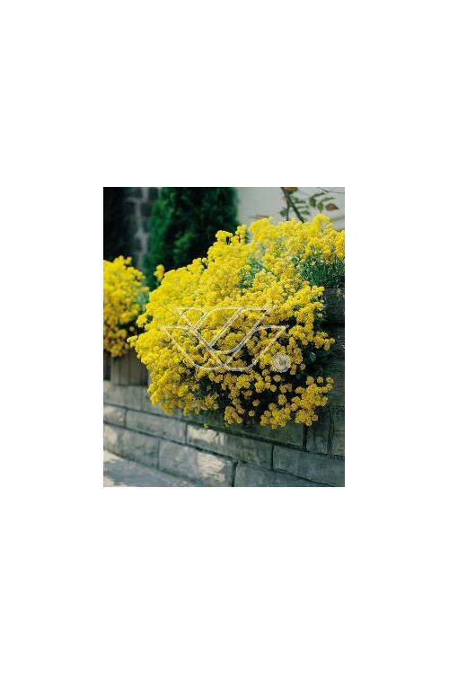 Smagliczka skalna 'Summit' | Aurinia saxatilis