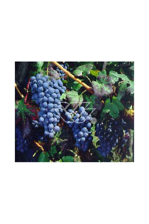 Winorośl 'Venus' | Vitis