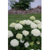 Hortensja drzewiasta 'Invincibelle Limetta' | Hydrangea arborescens