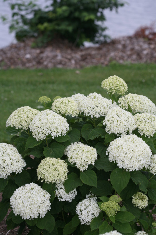 Hortensja drzewiasta 'Invincibelle Limetta' | Hydrangea arborescens