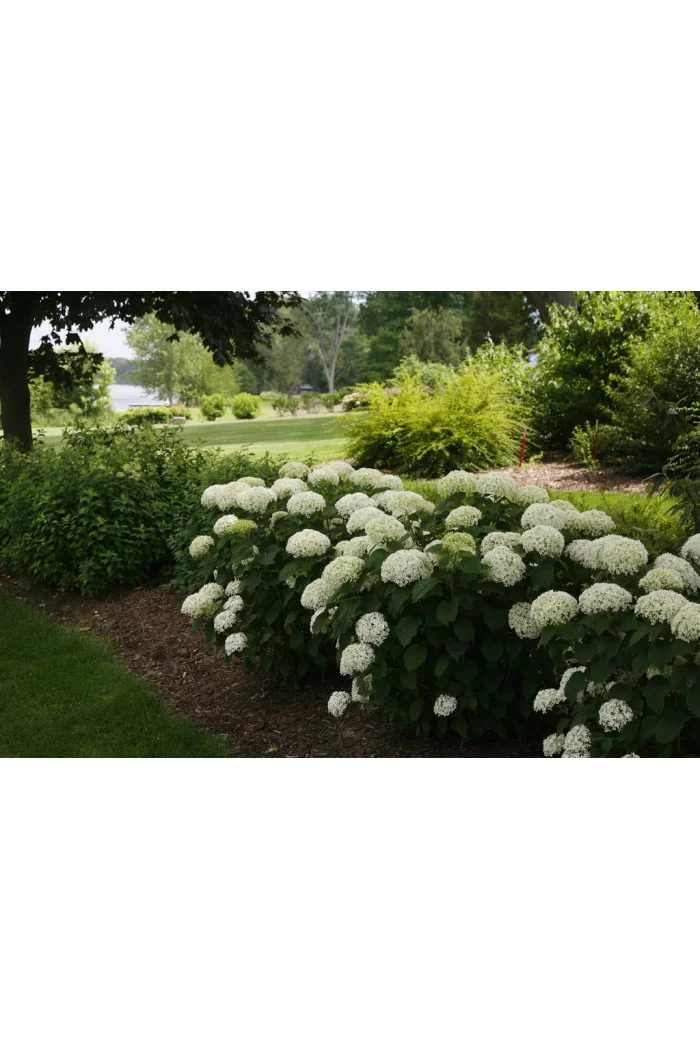 Hortensja drzewiasta 'Invincibelle Limetta' | Hydrangea arborescens