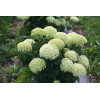 Hortensja drzewiasta 'Invincibelle Limetta' | Hydrangea arborescens