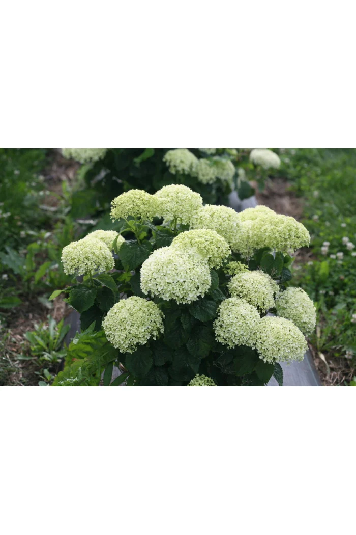 Hortensja drzewiasta 'Invincibelle Limetta' | Hydrangea arborescens