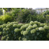 Hortensja drzewiasta 'Invincibelle Limetta' | Hydrangea arborescens