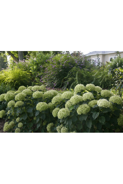 Hortensja drzewiasta 'Invincibelle Limetta' | Hydrangea arborescens