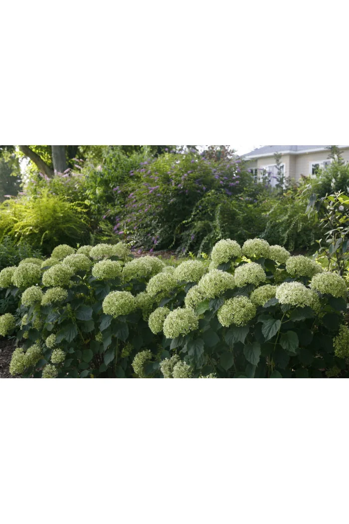Hortensja drzewiasta 'Invincibelle Limetta' | Hydrangea arborescens