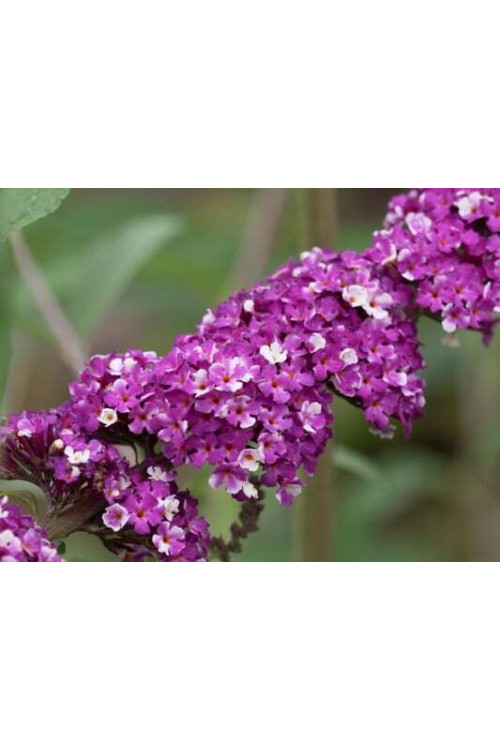 budleja, budleja Berries and Cream, Buddleja, motyli krzew