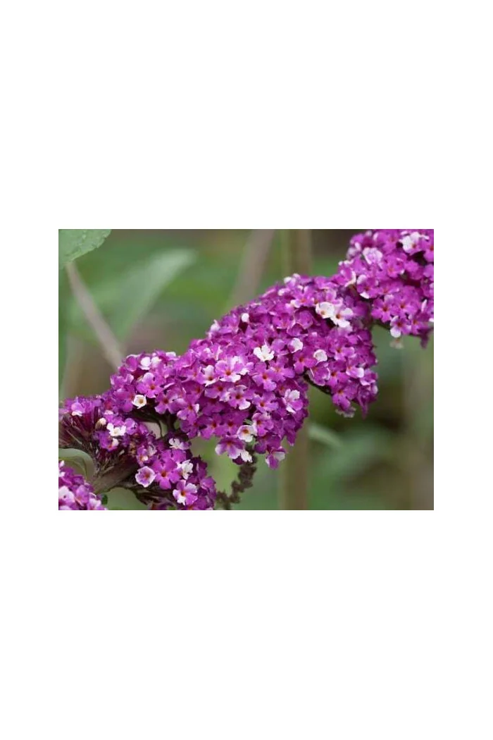 budleja, budleja Berries and Cream, Buddleja, motyli krzew