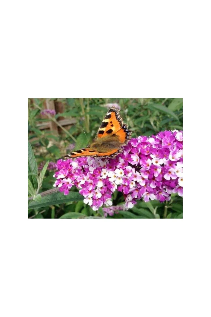 budleja, budleja Berries and Cream, Buddleja, motyli krzew