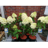 Hortensja bukietowa 'Skyfall' | Hydrangea paniculata