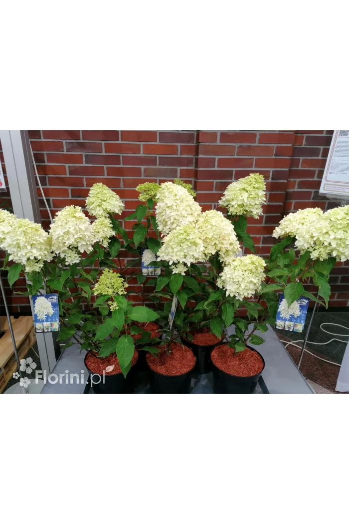 Hortensja bukietowa 'Skyfall' | Hydrangea paniculata