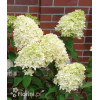 Hortensja bukietowa 'Skyfall' | Hydrangea paniculata
