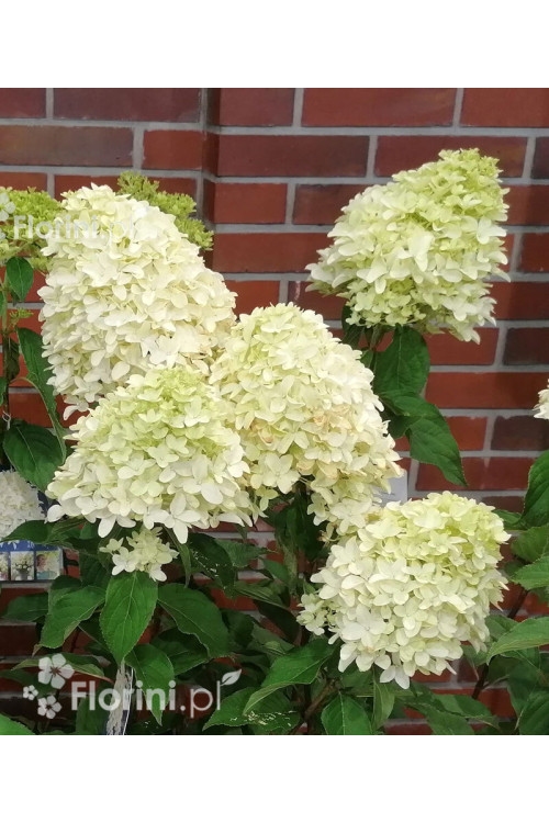 Hortensja bukietowa 'Skyfall' | Hydrangea paniculata