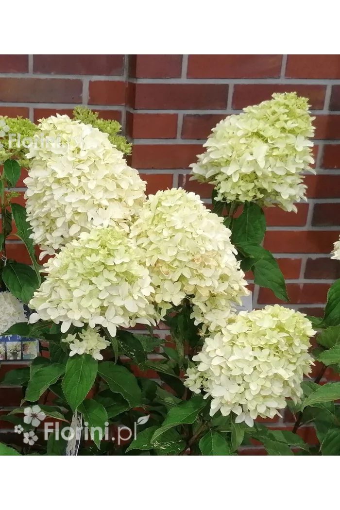 Hortensja bukietowa 'Skyfall' | Hydrangea paniculata
