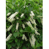 Orszelina olcholistna 'Hummingbird' Clethra alnifolia
