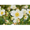 Zawilec japoński 'Summer Breeze Snow' | Anemone japonica