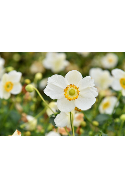 Zawilec japoński 'Summer Breeze Snow' | Anemone japonica