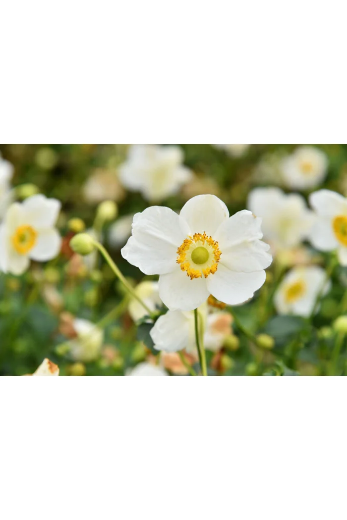 Zawilec japoński 'Summer Breeze Snow' | Anemone japonica