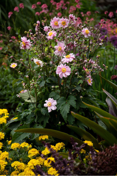 Zawilec japoński 'Garden Breeze Whirlwind Pink' | Anemone japonica