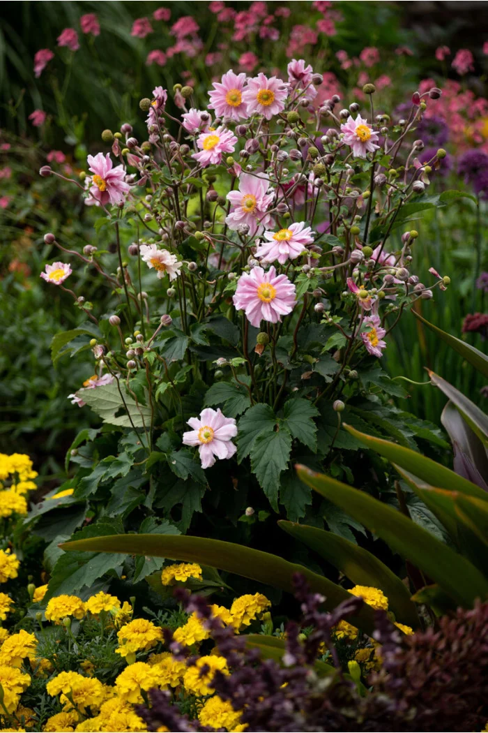 Zawilec japoński 'Garden Breeze Whirlwind Pink' | Anemone japonica
