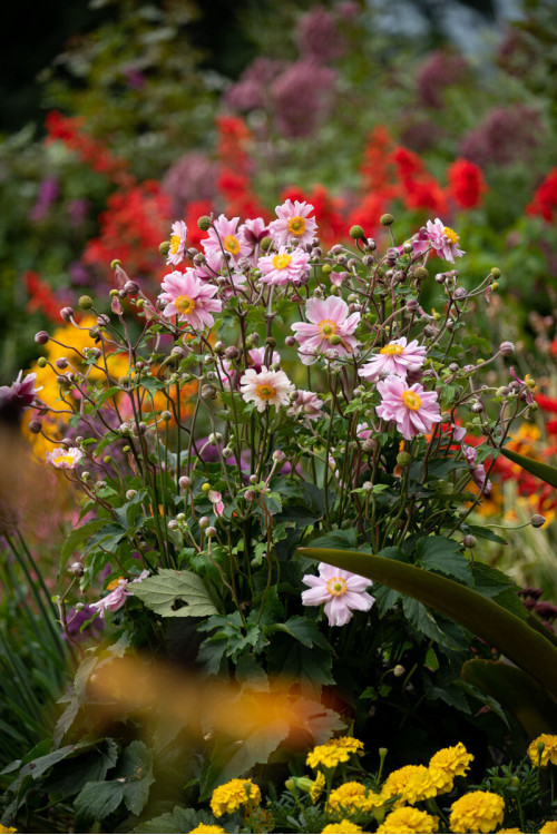 Zawilec japoński 'Garden Breeze Whirlwind Pink' | Anemone japonica