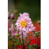 Zawilec japoński 'Garden Breeze Whirlwind Pink' | Anemone japonica