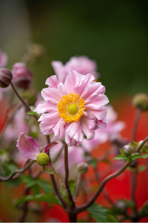 Zawilec japoński 'Garden Breeze Whirlwind Pink' | Anemone japonica