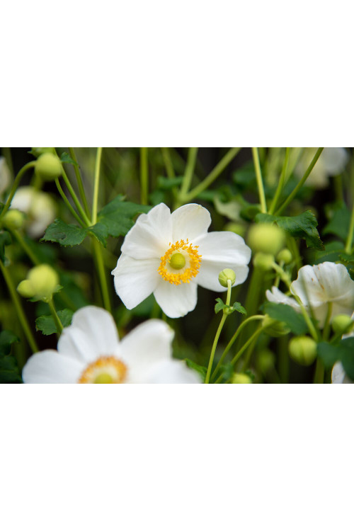 Zawilec japoński 'Summer Breeze Snow' | Anemone japonica