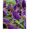Budleja 'Butterfly Candy Little Purple' | Buddleja dawidii