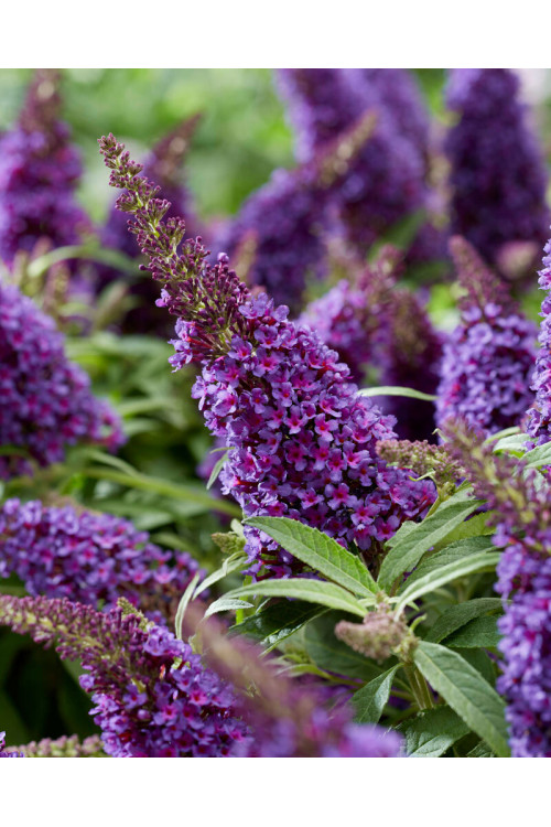 Budleja 'Butterfly Candy Little Purple' | Buddleja dawidii