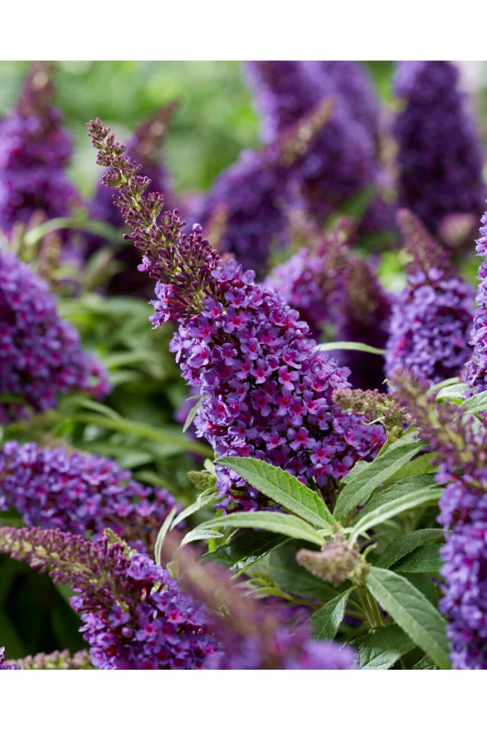 Budleja 'Butterfly Candy Little Purple' | Buddleja dawidii