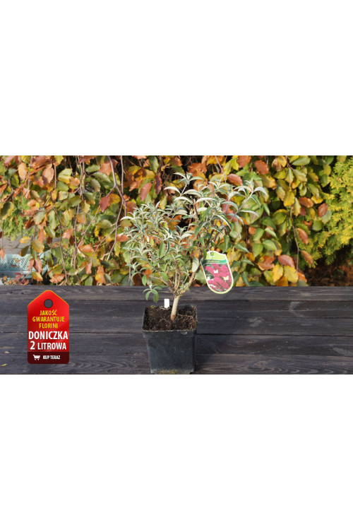 Budleja 'Butterfly Candy Little Purple' | Buddleja dawidii