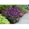 Budleja 'Butterfly Candy Little Purple' | Buddleja dawidii