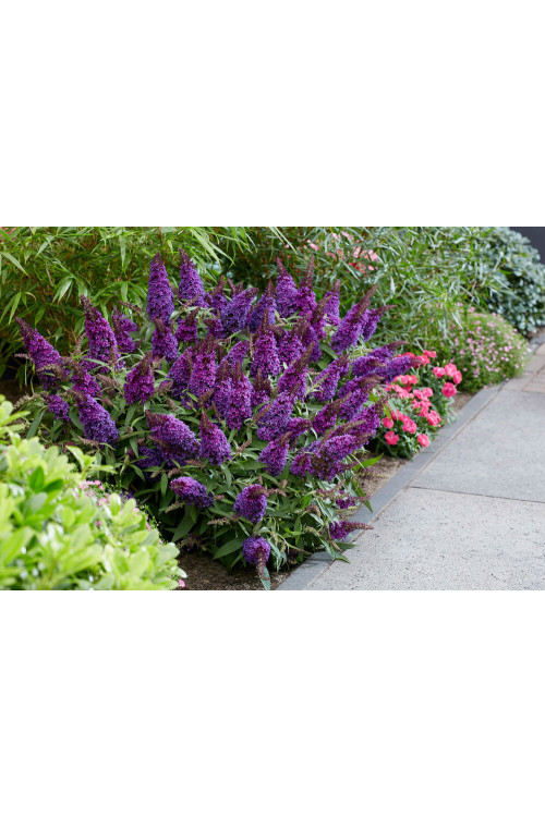 Budleja 'Butterfly Candy Little Purple' | Buddleja dawidii