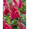Budleja 'Butterfly Candy Little Ruby' | Buddleja dawidii