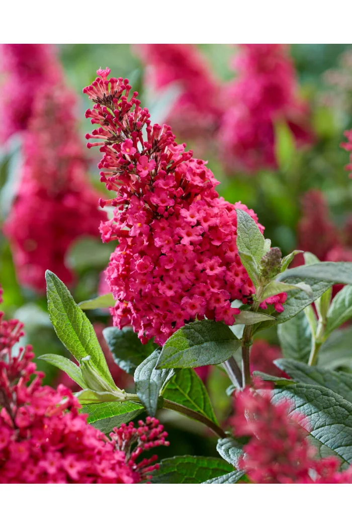 Budleja 'Butterfly Candy Little Ruby' | Buddleja dawidii