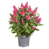 Budleja 'Butterfly Candy Little Ruby' | Buddleja dawidii