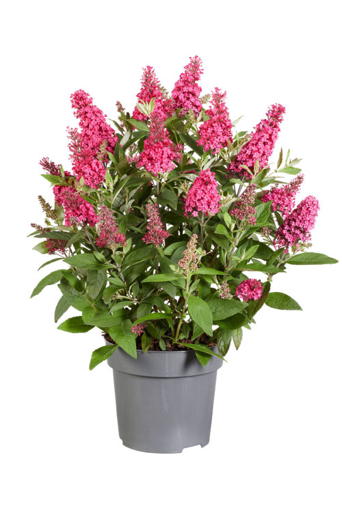 Budleja 'Butterfly Candy Little Ruby' | Buddleja dawidii