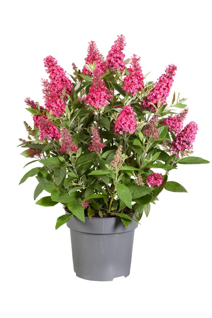 Budleja 'Butterfly Candy Little Ruby' | Buddleja dawidii