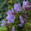 Dzwonek 'Viking' | Campanula