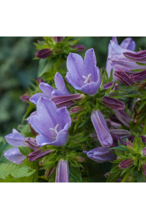 Dzwonek 'Viking' | Campanula